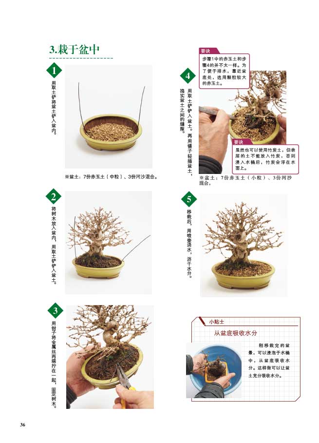 1698231114259212.jpg 树木详情3.jpg