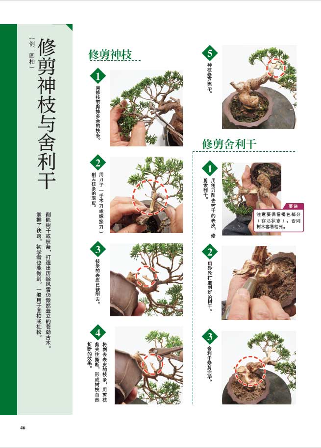 1698231123963665.jpg 树木详情5.jpg