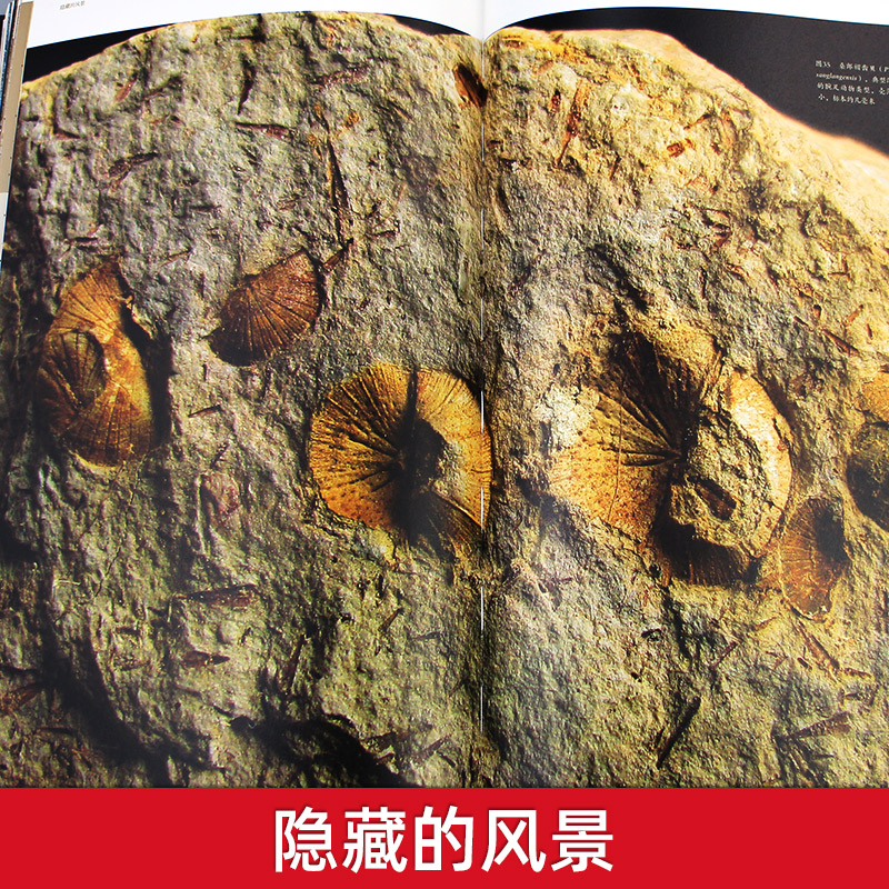 隱藏的風景·廣西古生物化石記（重達1.9公斤）